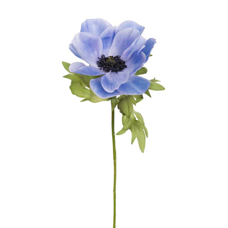 Blå Anemone