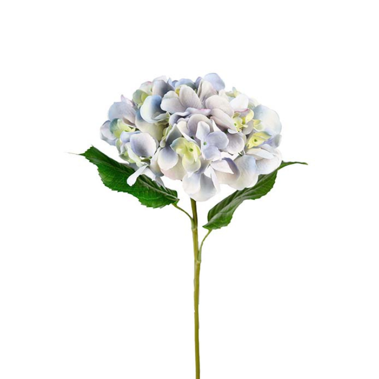 Blå Hortensia