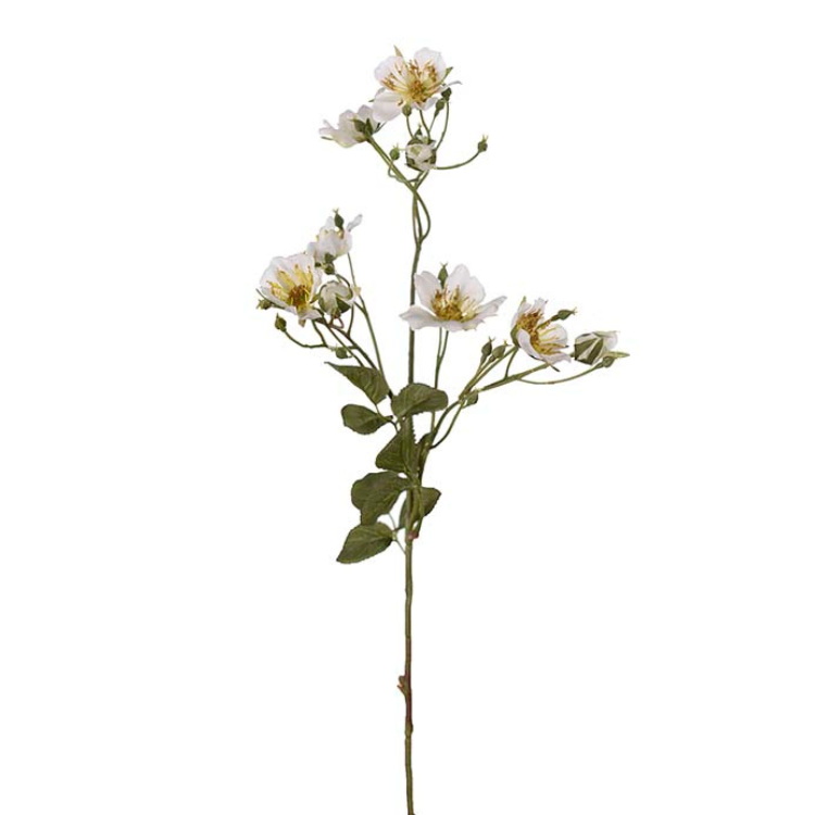 Hvid Japansk Klatrerose